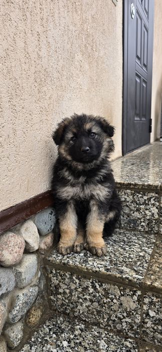 Щенок немецкой овчарки