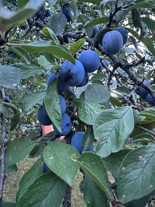 Prune pentru țuică