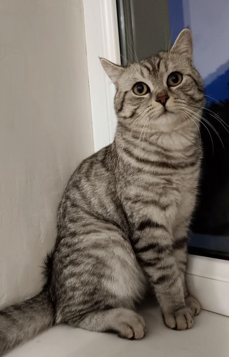 Вязка кошка Vyazka uchun òĝil bola mushuk