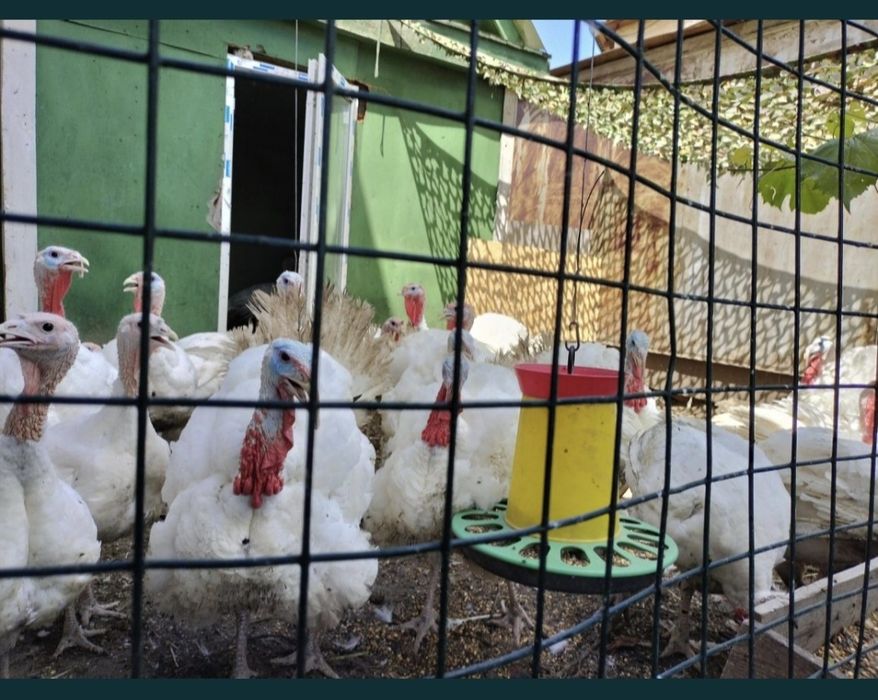 Продам мясо индейки индюка