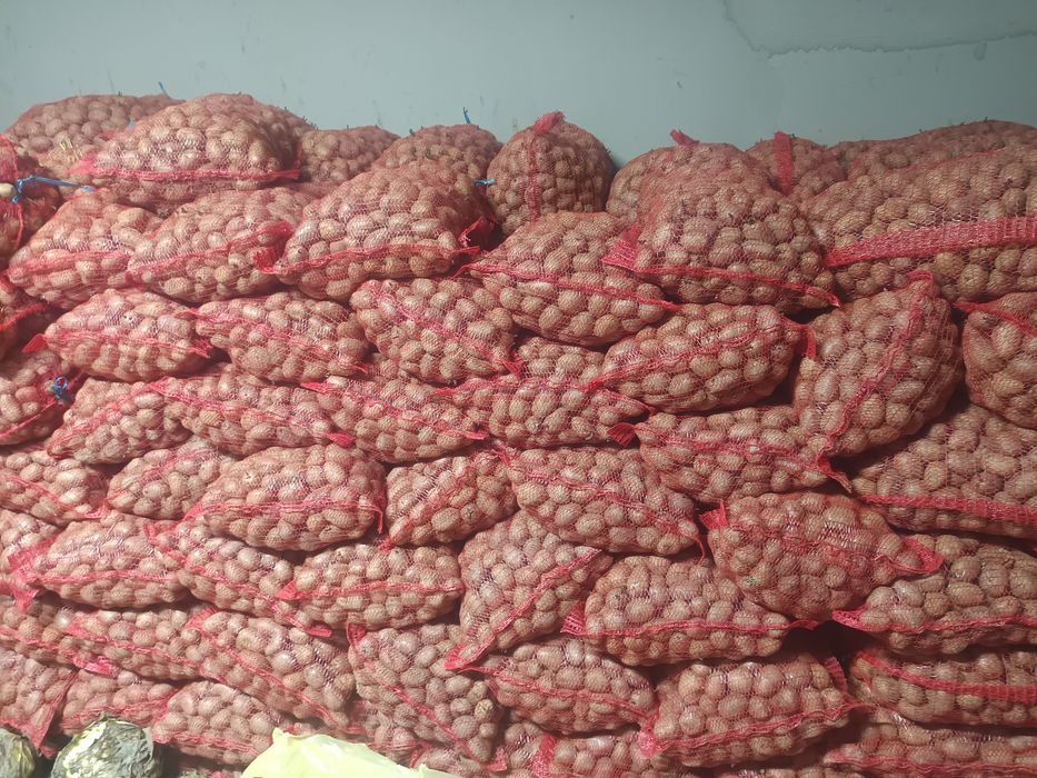 Sămânța de cartofi