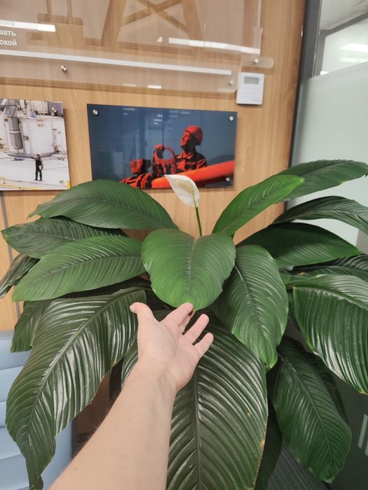 Уход за растениями