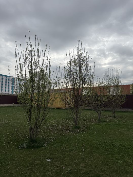 Продам туи, елки, яблони