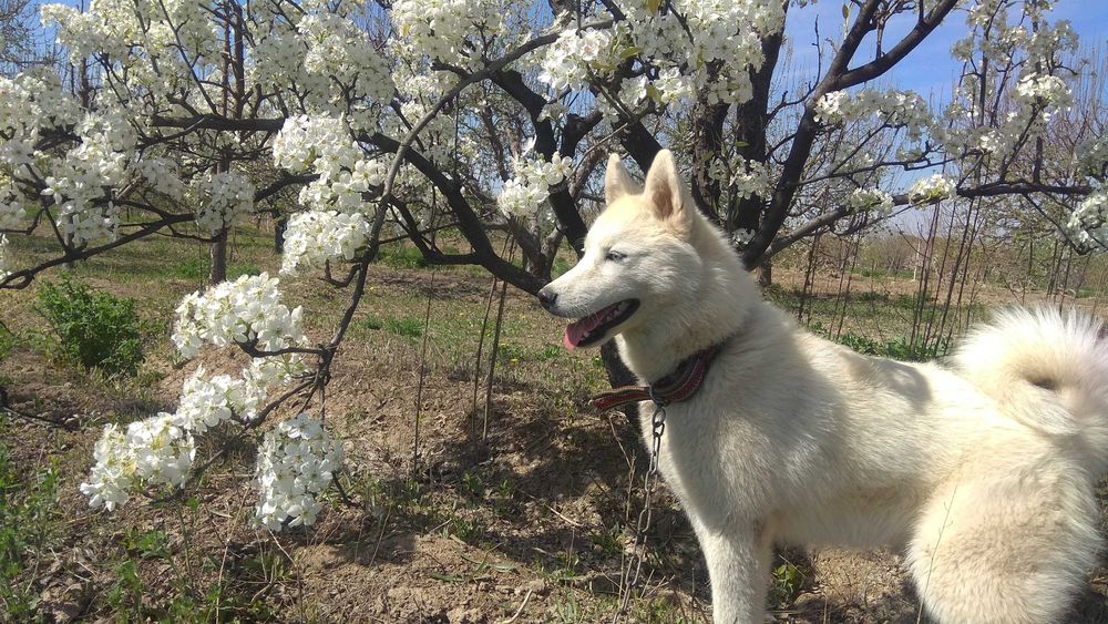Сибирский хаски йуколди