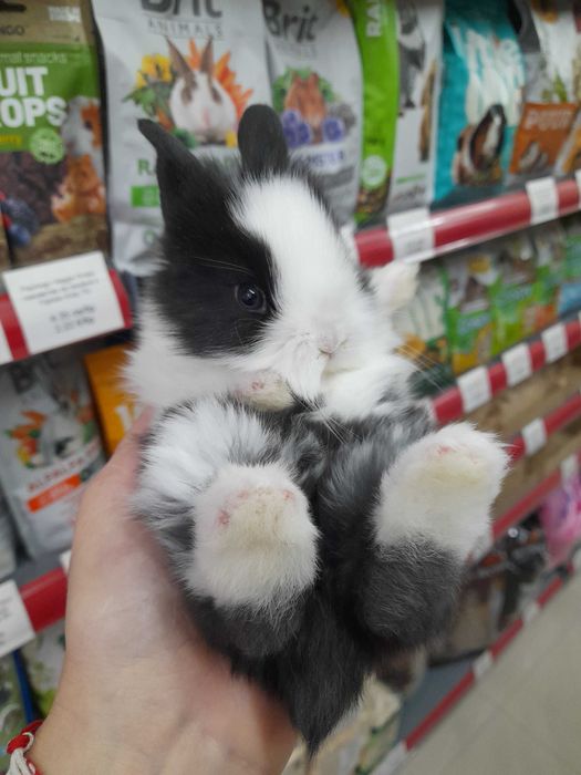 Декоративно мини зайче на 1 месец