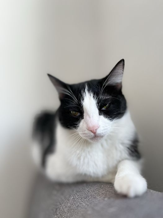 Кошка в добрые руки