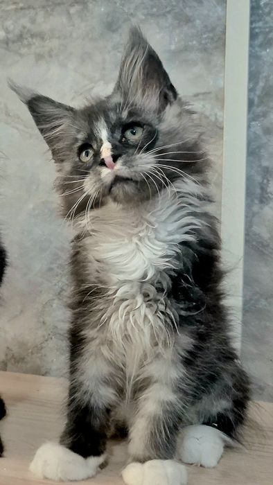 Котята породы Мейн-кун