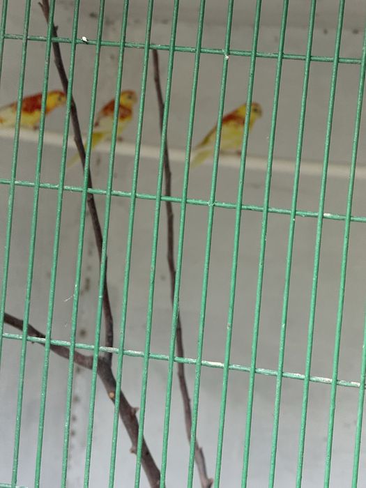 Птицы и жывотные