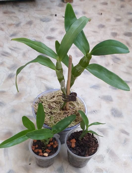 Дендробиум Нобеле