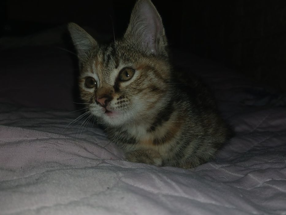 Котёнок отдаётся в добрые и ответственные руки