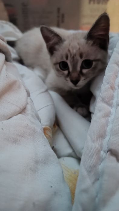 Отдам котёнка срочно.