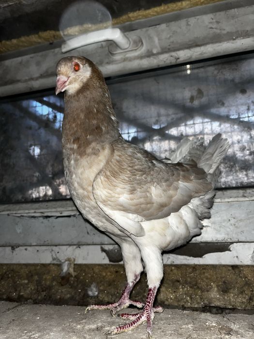 Голуби мальтийские курочки