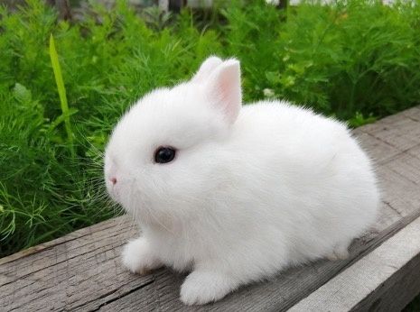 Продам крольчат Гермелин