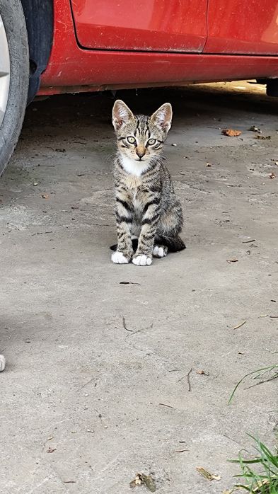 Pisoi caută casă