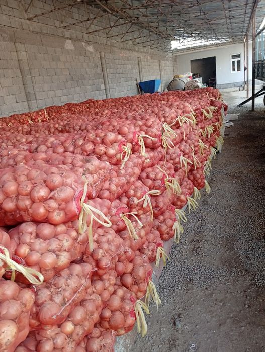 Piyoz sotiladi 100 tona