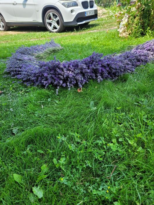 Buchetele lavanda