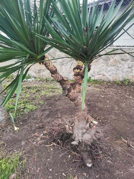 Палма юка външна студоустойчива