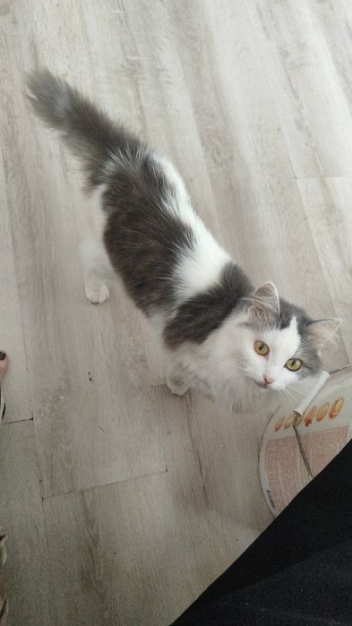 Отдаю в добрые руки кота