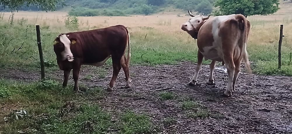 Vițea de vânzare de 7 luni din vacă bună de lapte
