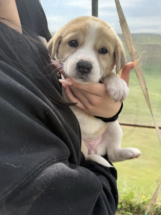 Подарявам кученца