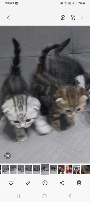 Продаются шотландские котята. .