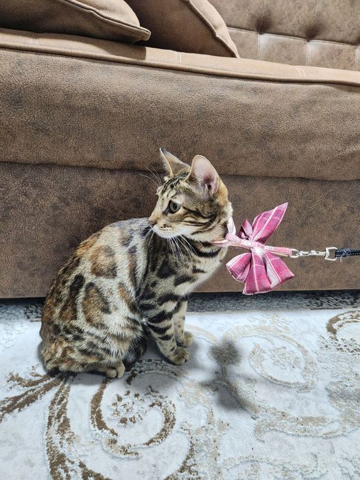 Bengal mushuk srochno sotiladi