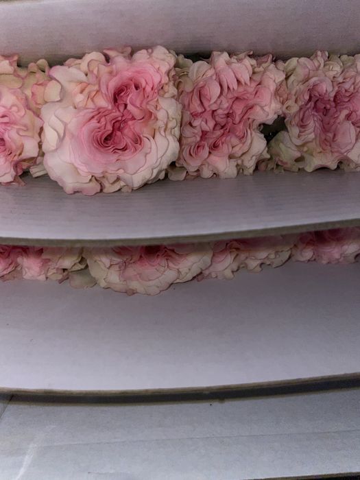 Продам Розы Rossel