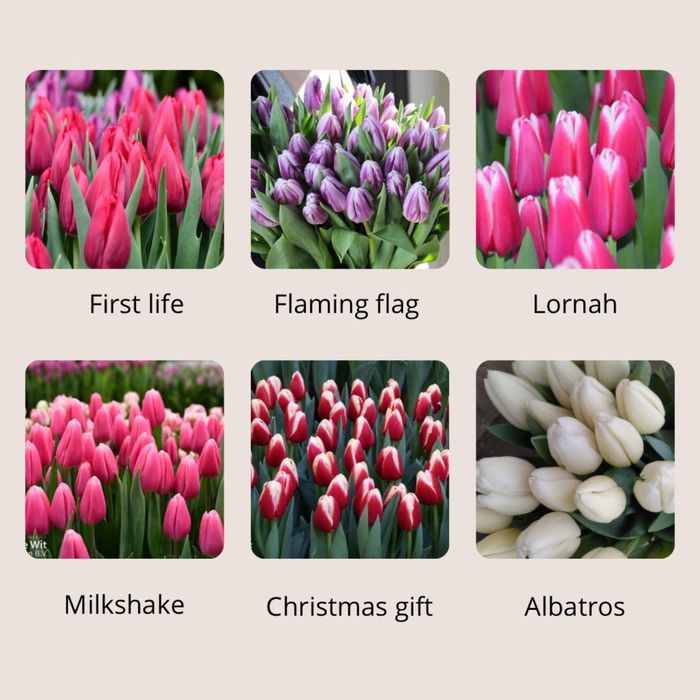 Тюльпаны оптом 420тг