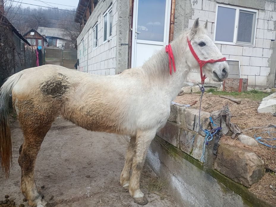 Se vinde iapa de zece ani accept orice proba ie buna de căruță