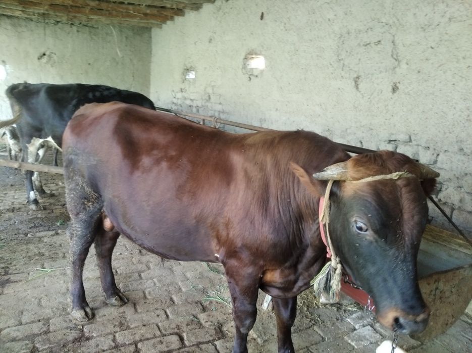 Buqa sotiladi  kelishilgan narxga