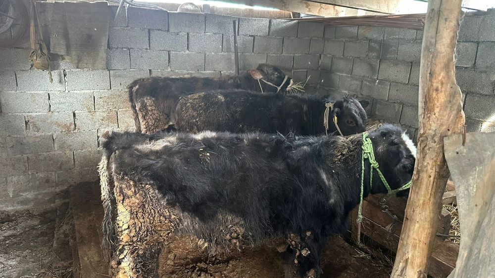 Бұқалар и тана сатылады