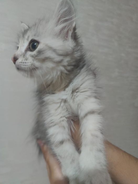 котенок девочка 2-3 месяца