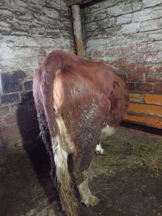 Продам стелную корову