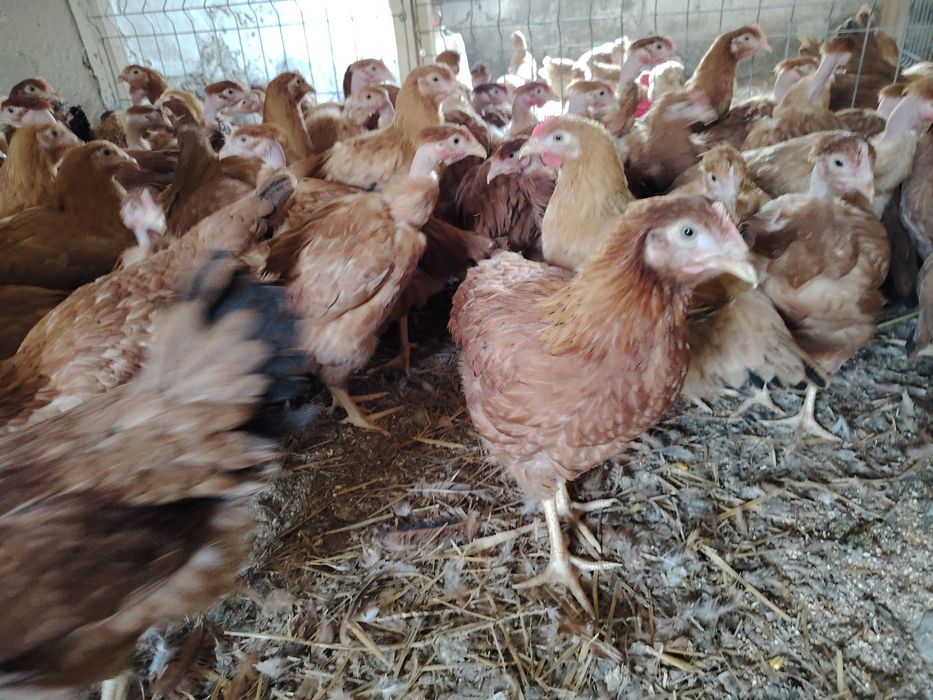 Vând puicuțe mixte Kabir