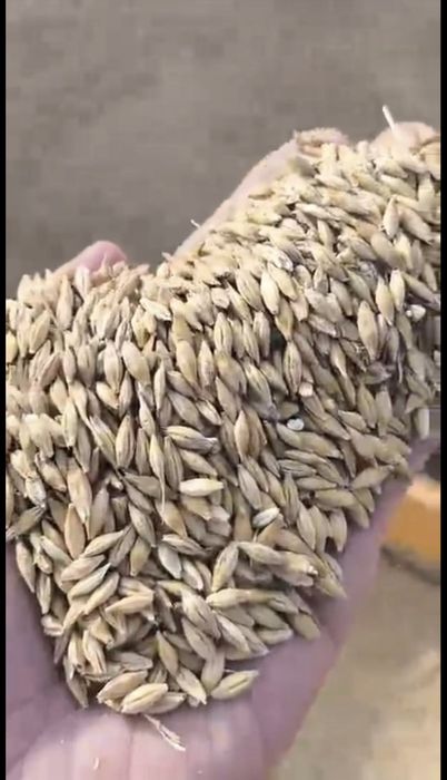 Сечка, ячмень, пшеница