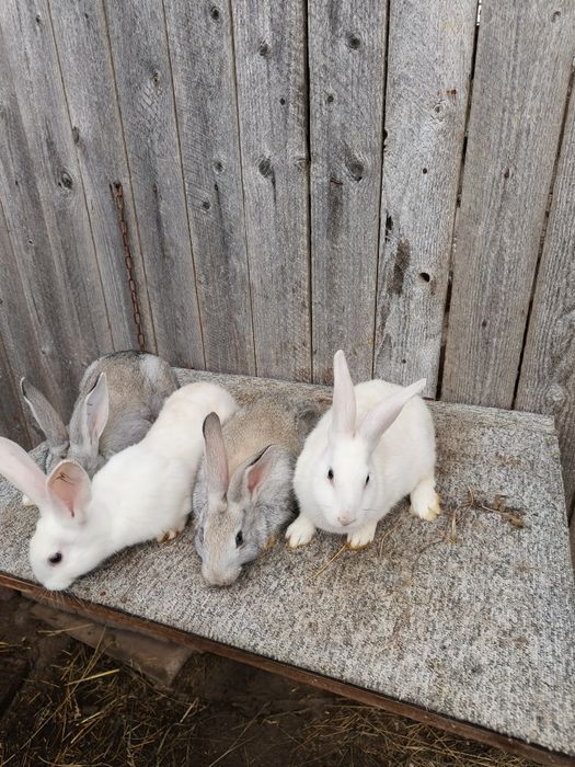 Femela fluture cu 5 pui