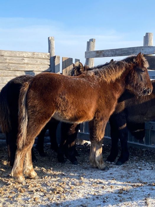 Продам 2 жабагы еркек