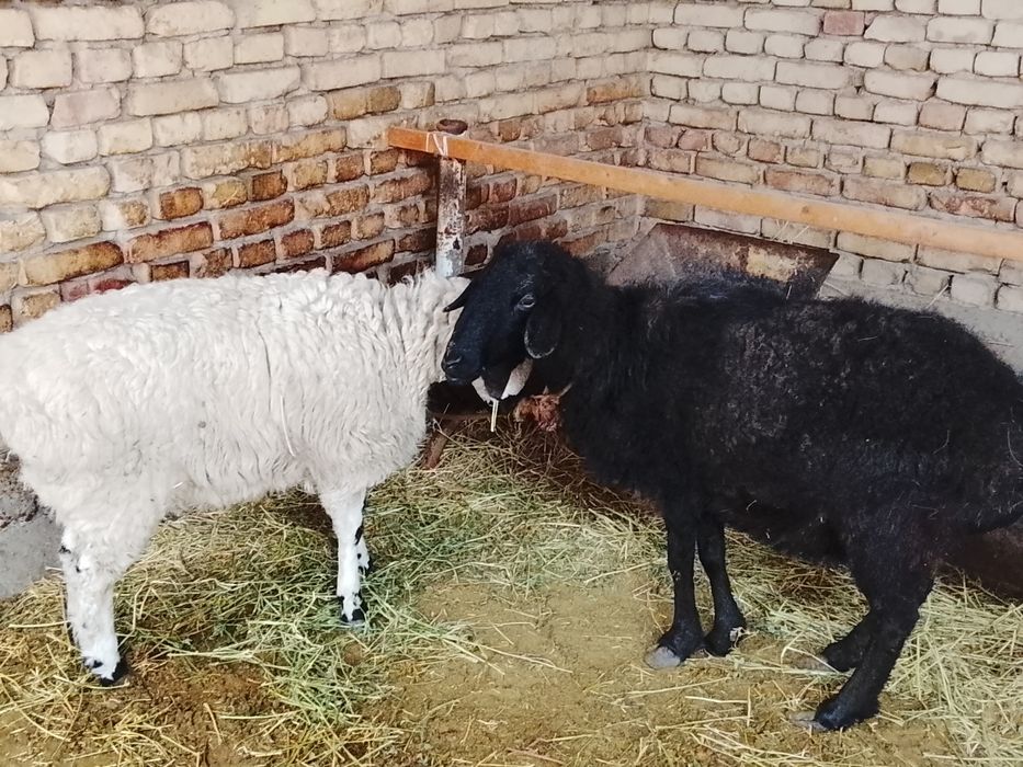 Qoʻy va qoʻchqor sotiladi