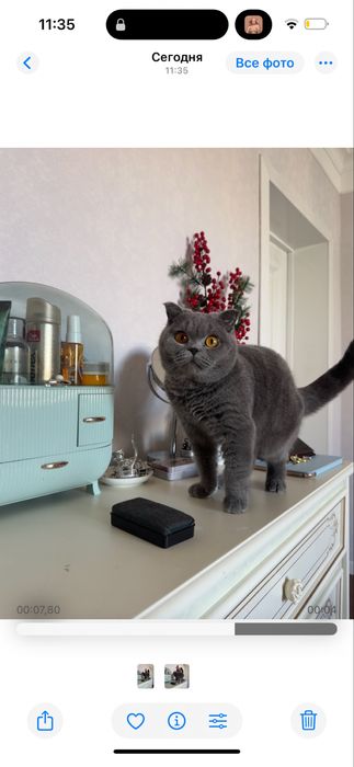Британская короткошерстная кошка