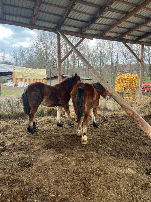 Sănătate garantată