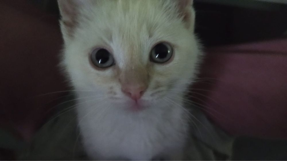 Котенок мальчик. 2000тг