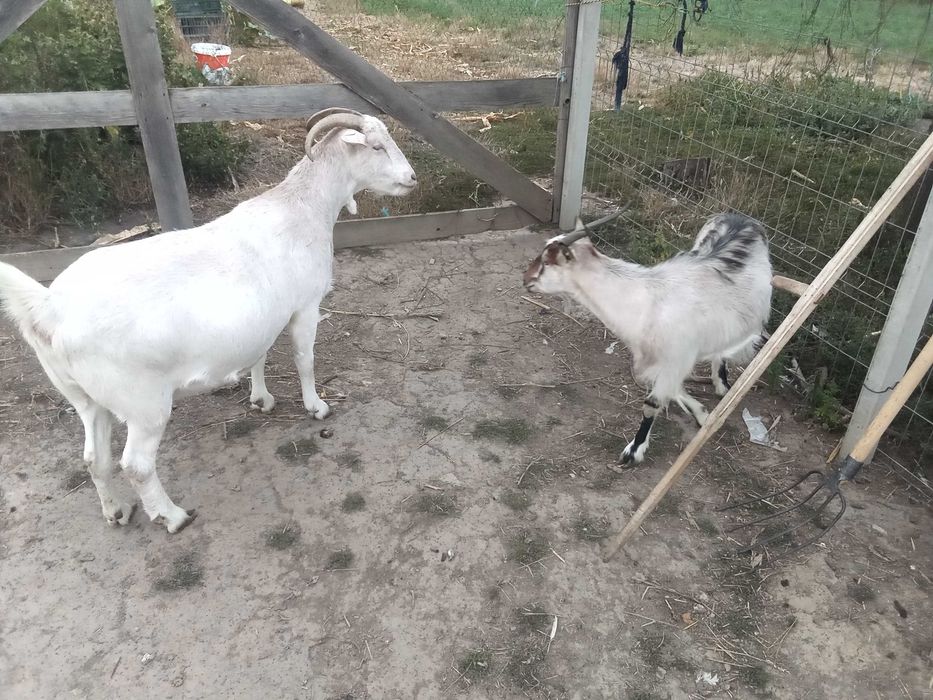 Vând 2 capre și 2 iedite