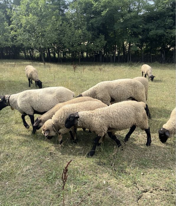 Vând berbecuți Suffolk