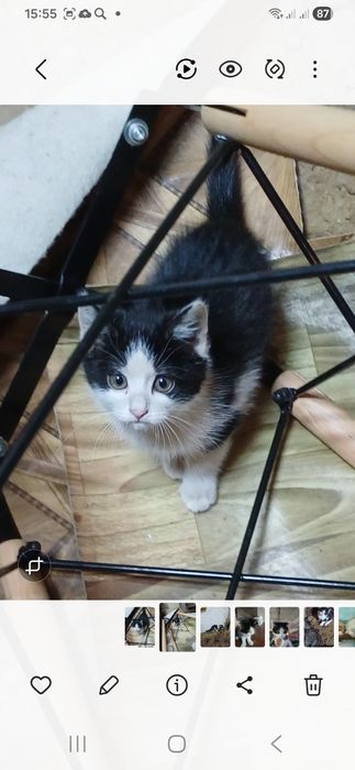 Котята в хорошие руки