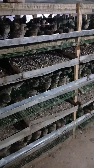 Bedanalar sotiladi srochno