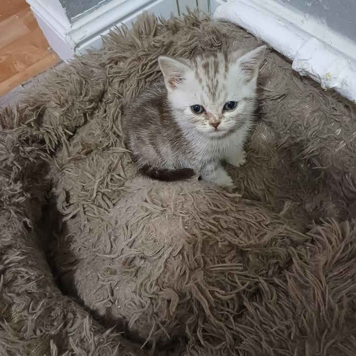 продам котят шотландских