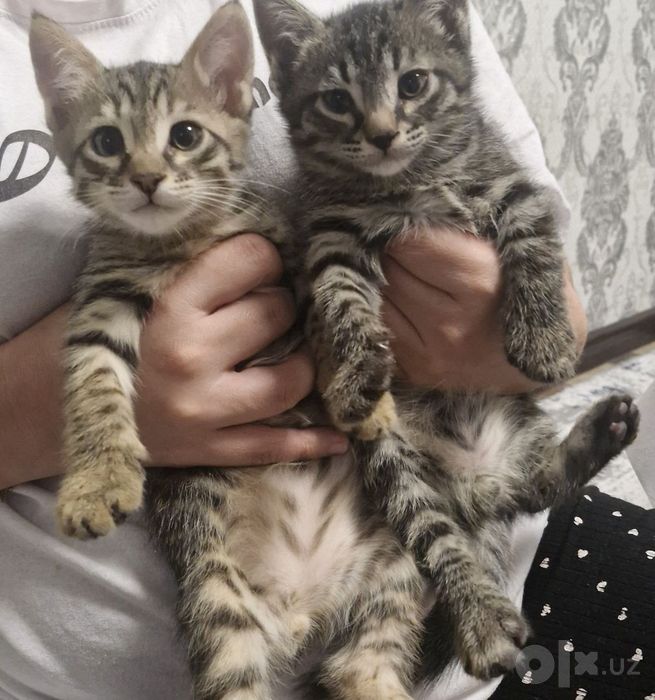 Отдам даром кошки