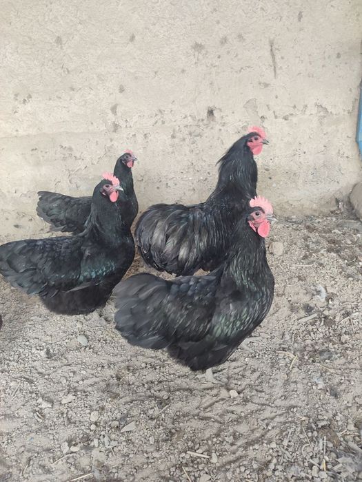 Астролог тоза зотли товух тухум хамда жужаларига заказ оламиз