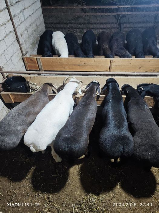 Qoy куй кой qochqorlar sotiladi 20 kg 60kg bor