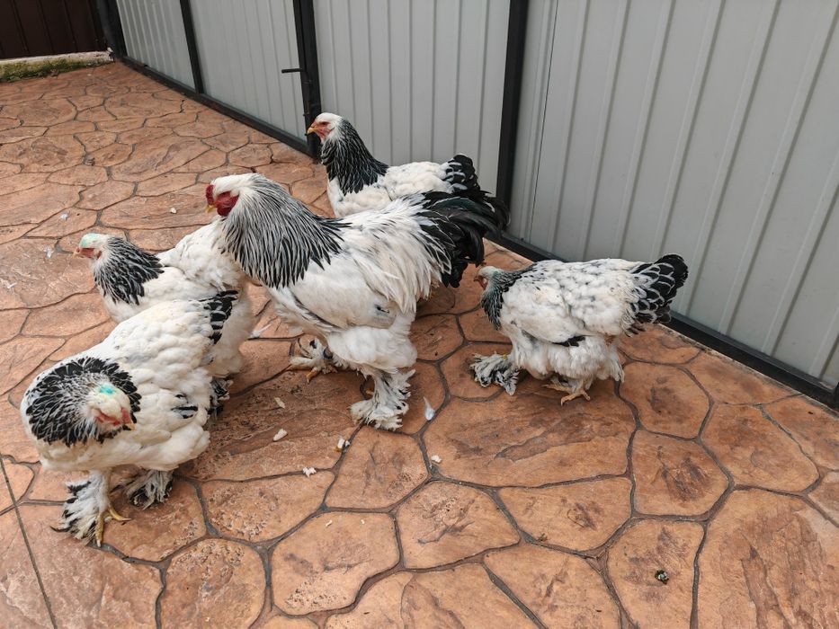 Brahma herminat deschis